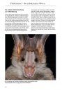 Die Fledermäuse Europas: 77 Arten Europas und Angrenzender Gebiete, Lebensräume, Biologie und Schutz [Bats of Britain and Europe]