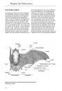 Die Fledermäuse Europas: 77 Arten Europas und Angrenzender Gebiete, Lebensräume, Biologie und Schutz [Bats of Britain and Europe]
