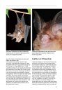 Die Fledermäuse Europas: 77 Arten Europas und Angrenzender Gebiete, Lebensräume, Biologie und Schutz [Bats of Britain and Europe]