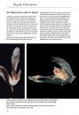 Die Fledermäuse Europas: 77 Arten Europas und Angrenzender Gebiete, Lebensräume, Biologie und Schutz [Bats of Britain and Europe]