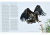 De Zeearend in Nederland: In 15 Jaar naar 15 Paar [The White-Tailed Eagle in the Netherlands: 15 Pairs in 15 Years]