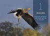 De Zeearend in Nederland: In 15 Jaar naar 15 Paar [The White-Tailed Eagle in the Netherlands: 15 Pairs in 15 Years]
