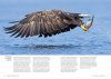 De Zeearend in Nederland: In 15 Jaar naar 15 Paar [The White-Tailed Eagle in the Netherlands: 15 Pairs in 15 Years]