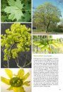 Basisgids Bomen en Struiken  [Basic Guide to Trees and Shrubs]