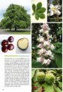 Basisgids Bomen en Struiken  [Basic Guide to Trees and Shrubs]