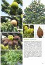 Basisgids Bomen en Struiken  [Basic Guide to Trees and Shrubs]