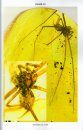 Fossil Spiders in Baltic Amber