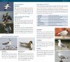 Field Guide to Newfoundland and Labrador