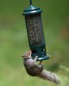 Squirrel Buster Feeder