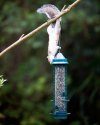 Squirrel Buster Classic Feeder