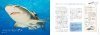 Utsukushiki Hoshoku-Sha Same Zukan [Predatory Shark Pictorial Book]