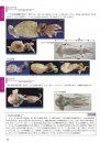 Umi No Mikuro Seibutsu Zukan: Chirimenmonsuta No Naka Ni Hirogaru Sekai [Microbiological Encyclopedia of the Sea: The World Shown in Dried Fish Specimens]