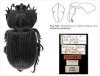 The Dynastine Scarab Beetles of Ecuador (Coleoptera: Scarabaeidae: Dynastinae)