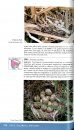 Peterson Field Guide to North American Bird Nests