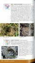 Peterson Field Guide to North American Bird Nests