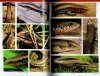 Skinks of India