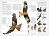 RSPB Birds of Britain and Europe