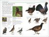 RSPB Birds of Britain and Europe