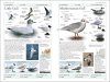 RSPB Birds of Britain and Europe