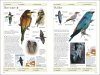 RSPB Birds of Britain and Europe