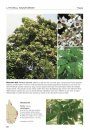 Plants of Subtropical Eastern Australia
