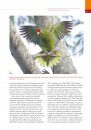 Naturalized Parrots of the World
