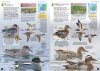 Europe's Birds