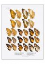 The Butterflies of the Malay Peninsula