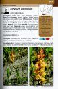 Aquatic and Wetland Plants of Southern Africa