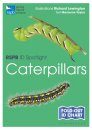 RSPB ID Spotlight: Caterpillars