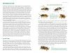 Common Bees of Eastern North America