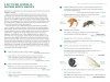 Common Bees of Eastern North America