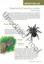 A Field Guide to the Spider Genera of India