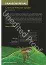 A Field Guide to the Spider Genera of India
