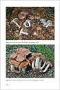 Fungi Europaei, Volume 14A: Hebeloma (Fr.) P. Kumm. – Supplement, Based on Collections from Italy [English]