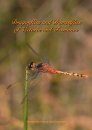 Dragonflies and Damselflies of Victoria and Tasmania