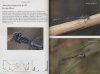 Dragonflies and Damselflies of Victoria and Tasmania
