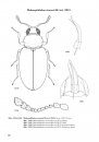 Latridiidae und Merophysiidae der West-Paläarktis [Latridiidae and Merophysiidae of the Western Palearctic]