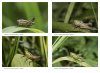 Jugendstadien der Heuschrecken der Schweiz [Juvenile Stages of the Grasshoppers of Switzerland]