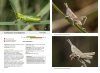 Jugendstadien der Heuschrecken der Schweiz [Juvenile Stages of the Grasshoppers of Switzerland]