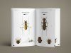 Tiger Beetles of the World