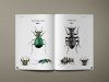 Tiger Beetles of the World
