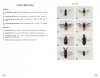 Sawflies of Europe