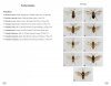 Sawflies of Europe