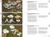 Veldgids Paddenstoelen I: Plaatjeszwammen en Boleten [Field Guide to Mushrooms I: Agaricales and Boletes]