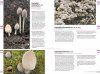 Veldgids Paddenstoelen I: Plaatjeszwammen en Boleten [Field Guide to Mushrooms I: Agaricales and Boletes]