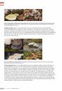 Veldgids Paddenstoelen II [Field Guide to Mushrooms II]