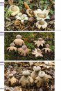 Veldgids Paddenstoelen II [Field Guide to Mushrooms II]