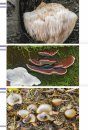 Veldgids Paddenstoelen II [Field Guide to Mushrooms II]