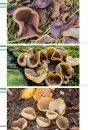 Veldgids Paddenstoelen II [Field Guide to Mushrooms II]